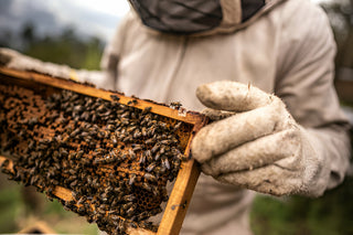 Why a Calm Hive Matters And... How 50 Bee Stings Changed My Life