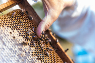 Hive Health and Treatments