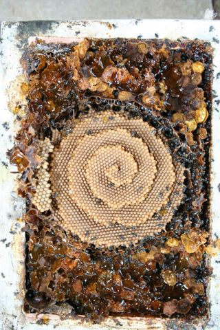 Australian native stingless bees delivered by Happy Bee - Australia's  favourite supplier of bees & beekeeping gear.