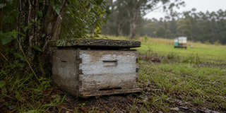 When Wild Hives Die