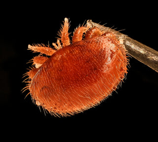 Varroa Mite in the Northern Rivers: What Beekeepers Need to Know?