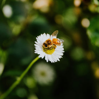 How Bees Know the Days Are Getting Longer?
