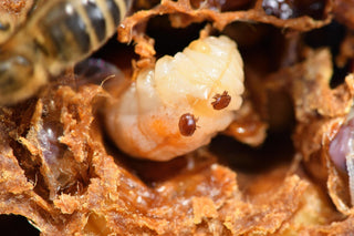 Why Mite Counts Can Change So Fast