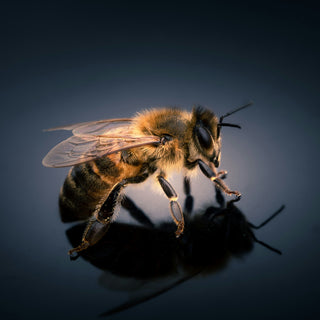 Live Bees and Nucs