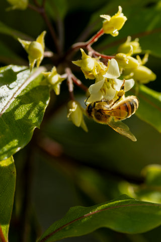 Hiveware