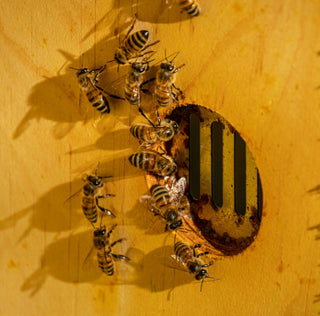 Queen Rearing Supplies
