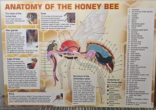 Educational Boards XXL