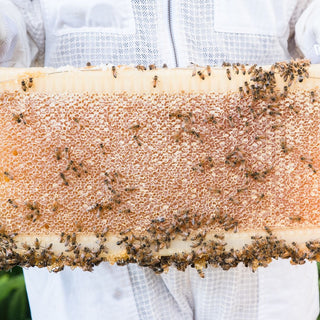 FlowReady™ Hive Installation with Live Bee Colony