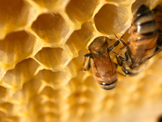 FlowReady™ Hive Installation with Live Bee Colony