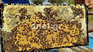 Honeycomb with bees held by a person, brand 'anel.g' visible