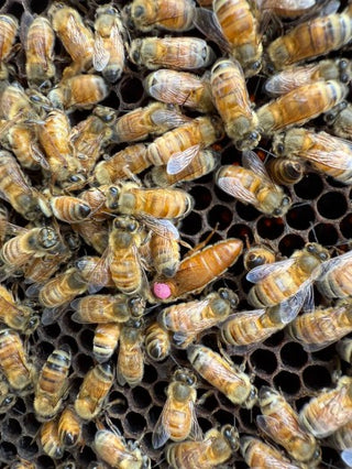 Close up of our live mated F1 queen bees located in the Northern Rivers, NSW.  Beegentics™ F1 queen bee surrounded by worker bees in an active colony. The queen is clearly visible with happy, live bees on brood frames, showing healthy hive behaviour and professional beekeeping equipment in use.