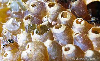 Live Native Bees - Native Stingless Bee Hive – Tetragonula carbonaria - Northern Rivers
