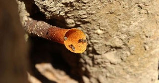 Live Native Bees - Native Stingless Bee Hive – Tetragonula carbonaria - Northern Rivers